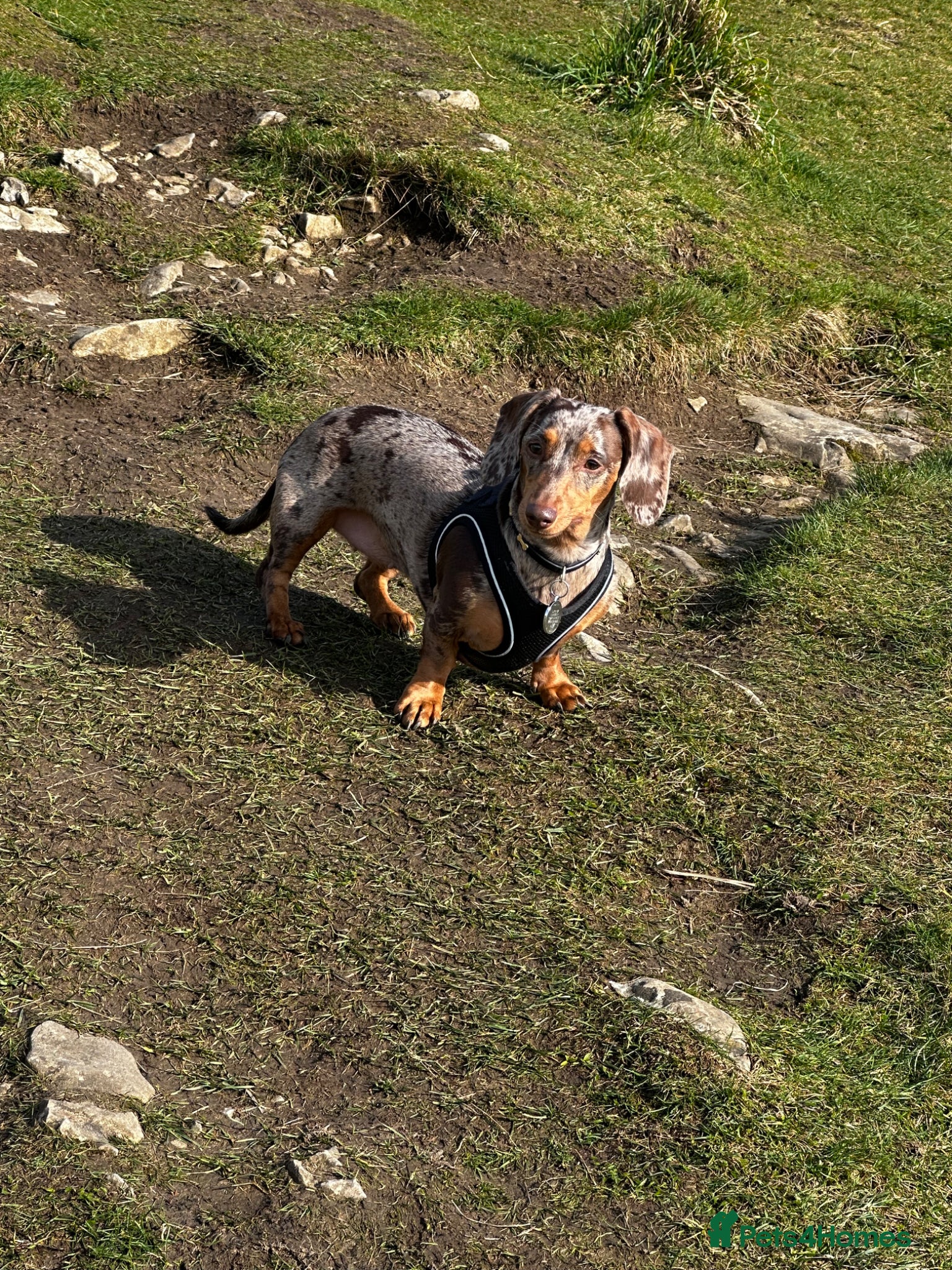 Miniature Dachshund dogs Looking for a stud  - Advert 1