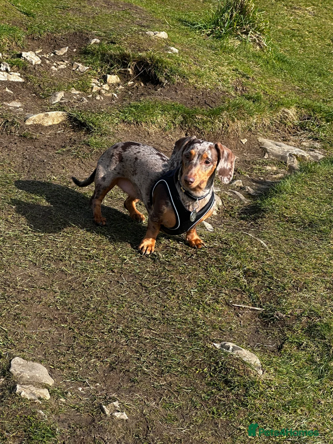 Miniature Dachshund dogs for stud: Looking for a stud  in Accrington - Advert 1