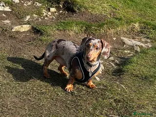 Miniature Dachshund dogs Looking for a stud - Advert 10