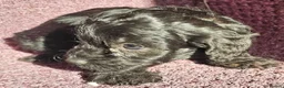 Cockapoo dogs for sale: F1 Cockerapoo puppies  - Advert 5
