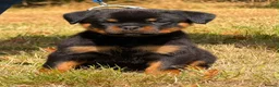 Rottweiler dogs for sale: 🤩 Elite Level XXL Rottweiler puppies 🤩 - Advert 3