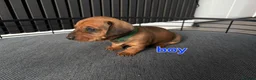 Miniature Dachshund dogs for sale: BEAUTIFUL MINIATURE DACHSHUND  - Advert 4