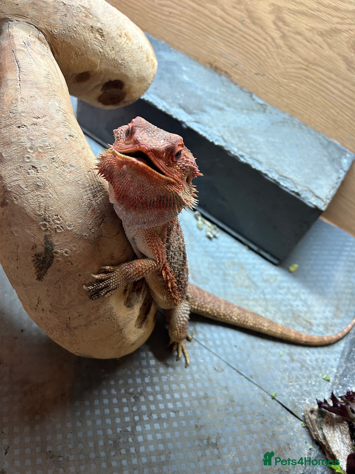 Bearded Dragon reptiles for sale: Bearded dragon for sale - Advert 10