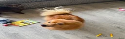 Pomeranian dogs for sale: Loving Pomeranian looking for a new home - Advert 4