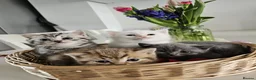 British Shorthair cats for sale: 🐾 🥰 British Shorthair Kittens 🥰🐾 - Advert 1