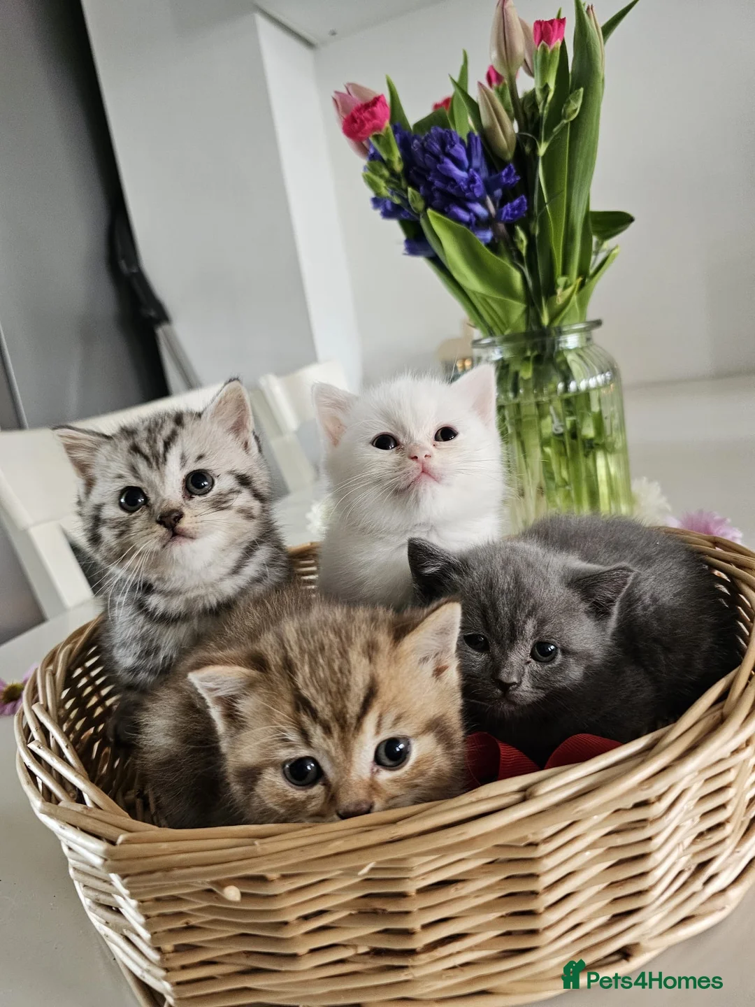 British Shorthair cats for sale: 🐾 🥰 British Shorthair Kittens 🥰🐾 - Advert 1