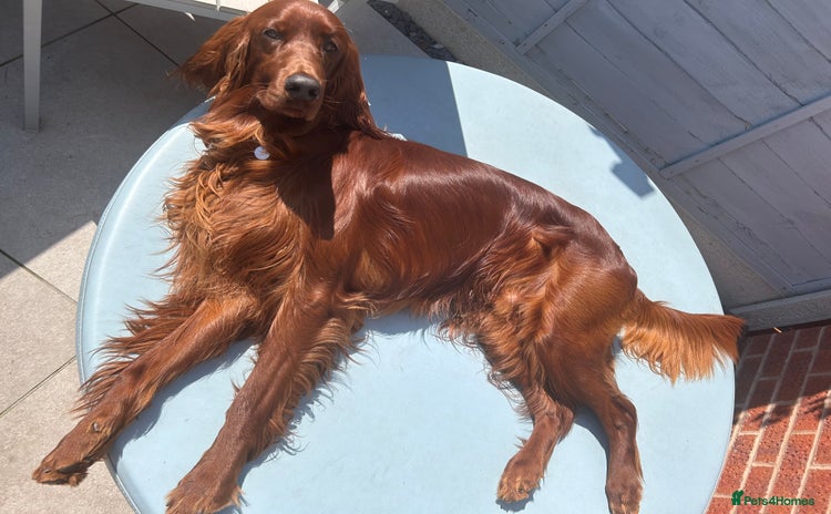 Irish Setter dogs - Advert 1