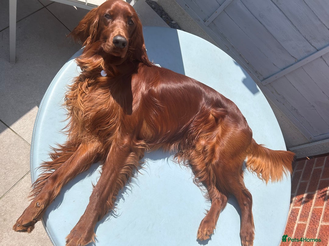 Irish Setter dogs for stud: Beautiful Irish Setter available for stud - Image 1
