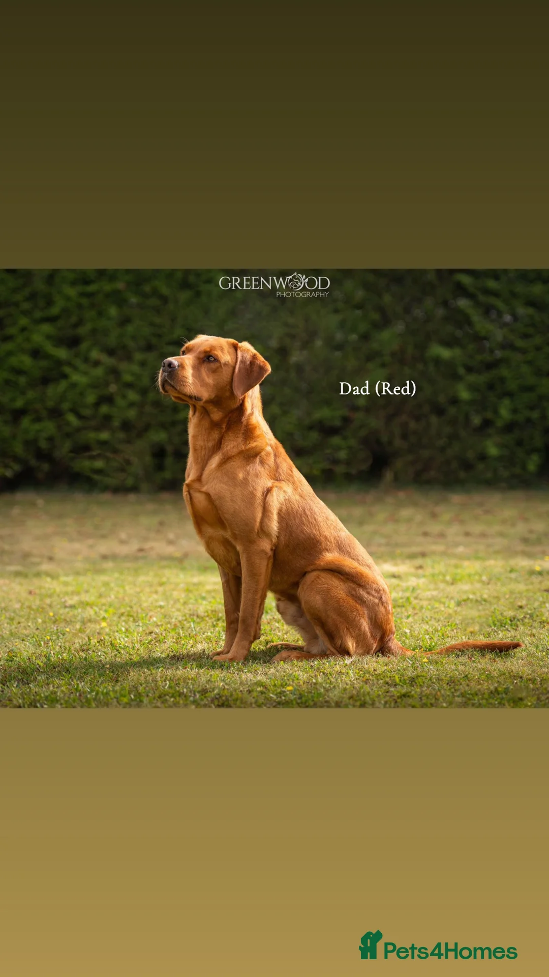 Mixed Breed dogs for sale: Vizslador Puppies (Hungarian Vizsla x Fox Red Lab) - Advert 4