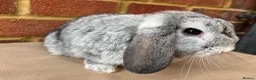 Mini Lop rabbits for sale: Chinchilla mini lop doe for re-homing - Advert 1