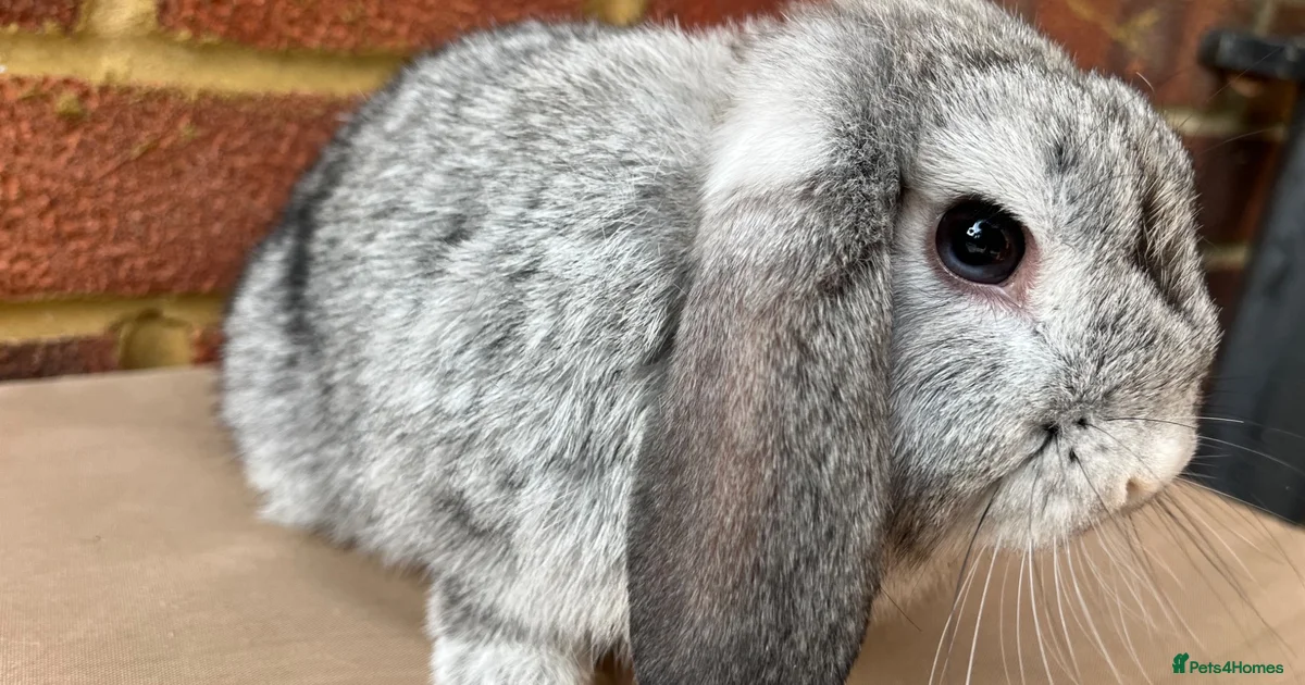 Rabbits for Sale for sale in Maidenhead, Berkshire | Pets4Homes