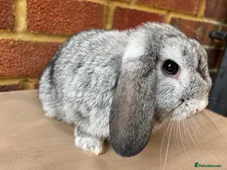 Mini Lop rabbits Chinchilla mini lop doe for re-homing - Advert 1