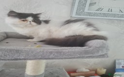 Persian cats for sale: Persian girls for sale  - Image 6