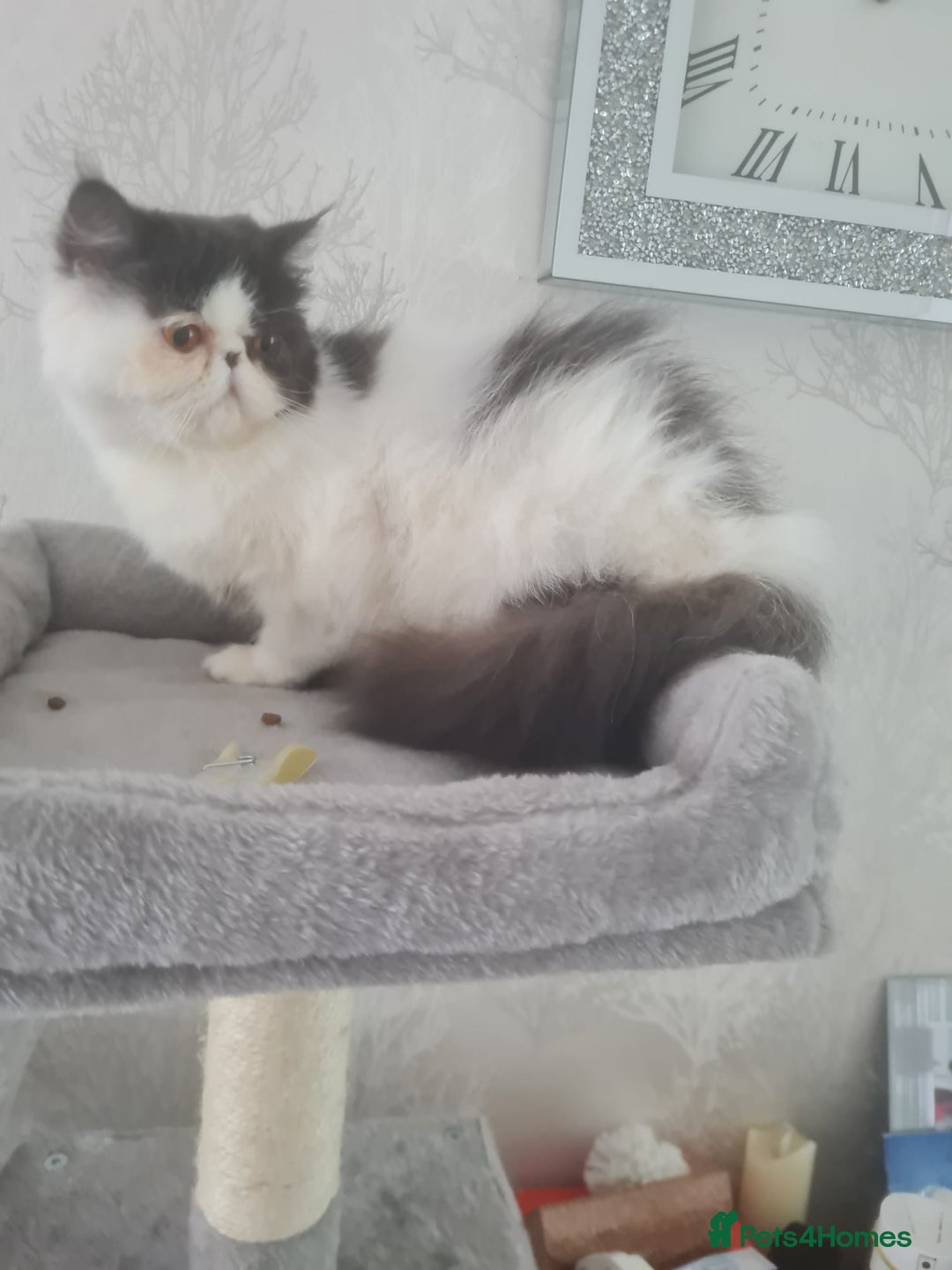 Persian cats for sale: Persian girls for sale  - Image 6