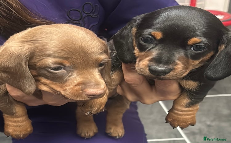 Miniature Dachshund dogs - Advert 4