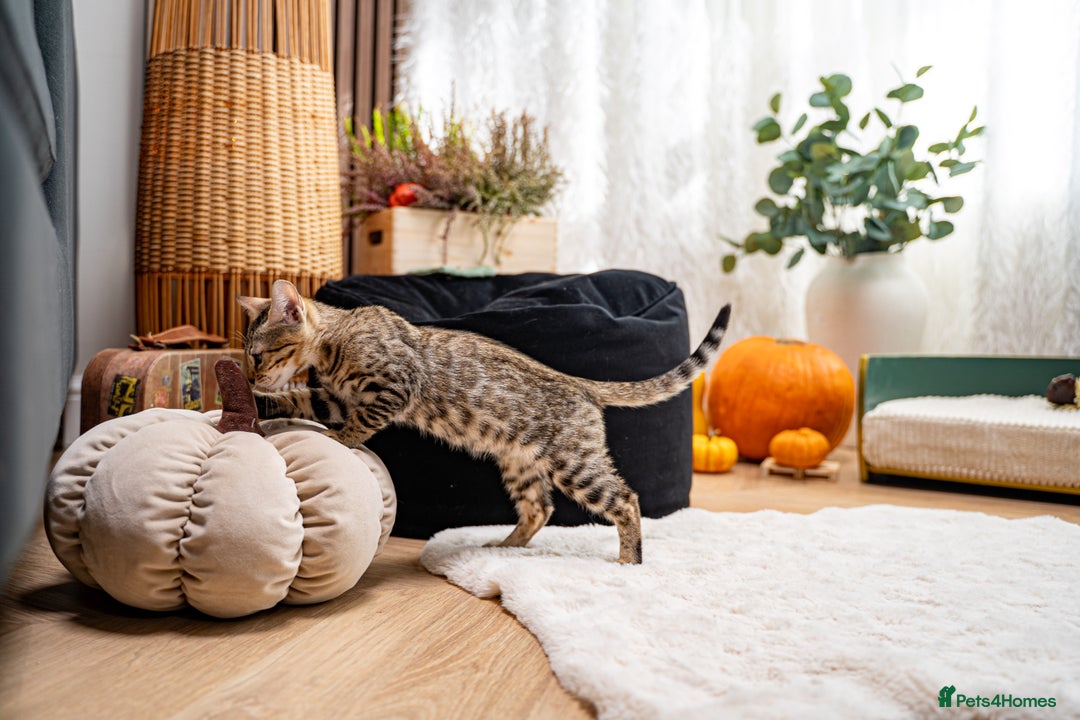 Bengal cats for sale: Bailey-TICA Bengal Girl, Excellent Genetic & Look - Image 13