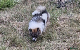 Pomsky dogs for sale: Pomsky merle bitch  - Image 7