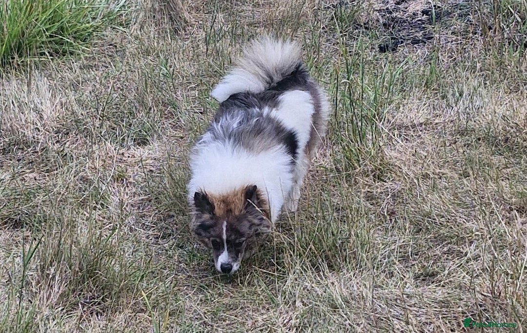 Pomsky dogs for sale: Pomsky merle bitch  - Image 7