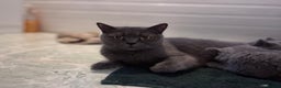 British Shorthair cats for sale: Gccf active Championship British Shorthair Female - Advert 3
