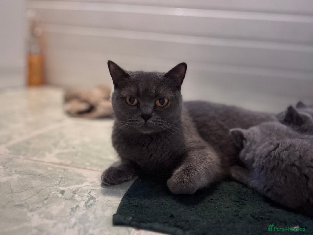British Shorthair cats for sale: Gccf active Championship British Shorthair Female - Advert 3