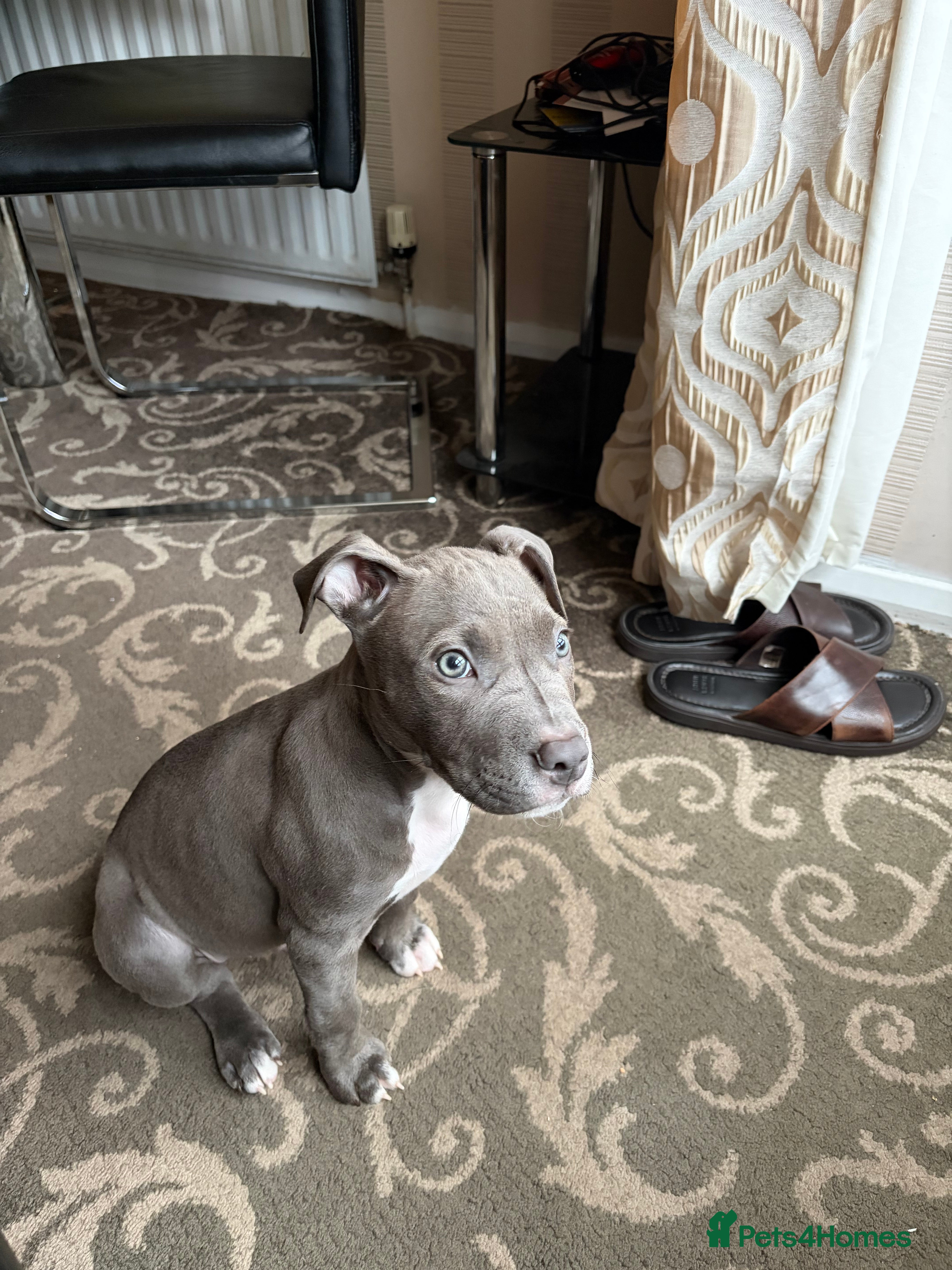 Mixed Breed dogs PITBULL X STAFF - Advert 1