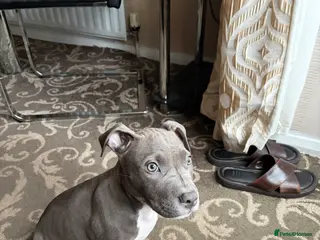 Mixed Breed dogs PITBULL X STAFF - Advert 1