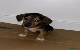Dachshund dogs for sale: Dachshund Puppies - Image 4
