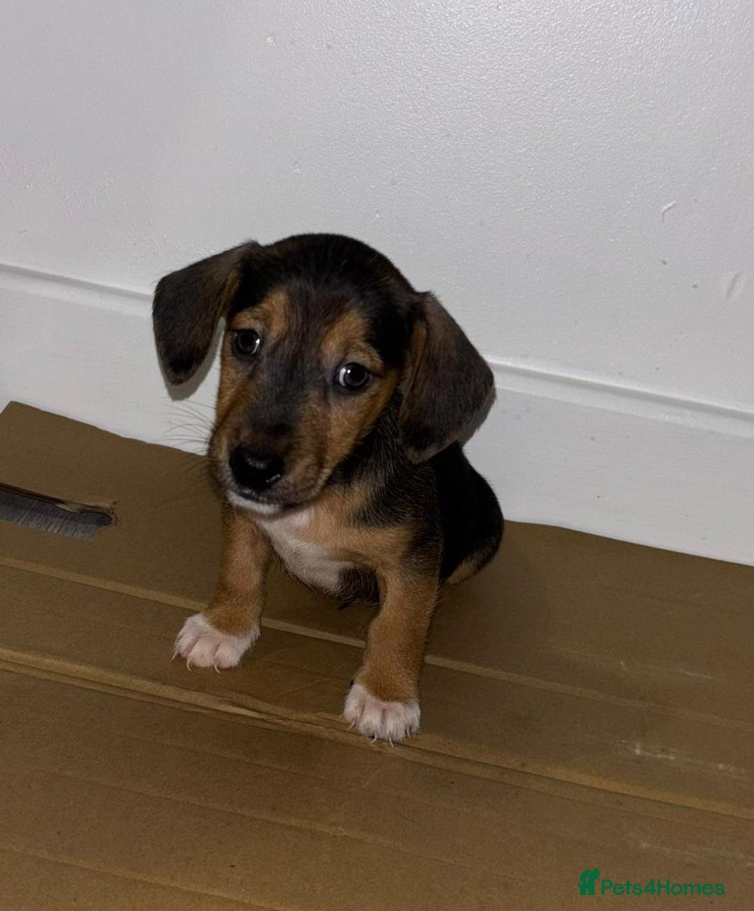 Dachshund dogs for sale: Dachshund Puppies - Image 4
