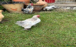 Chickens poultry for sale: Mixed breed sablepoot chickens  - Image 9