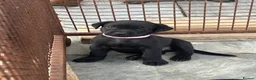 Mixed Breed dogs for sale: Labrottie pups🌟ONLY 3 boys left! ready 17th July  - Advert 21