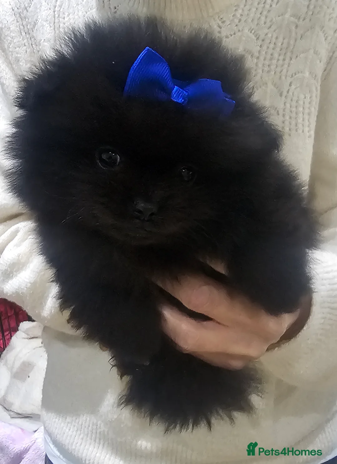 Pomeranian dogs for sale: Beautiful puppys - Advert 4