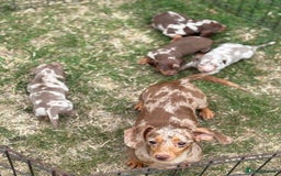 Dachshund dogs for sale: Beautiful litter of minature Isabella Dachshunds - Image 5