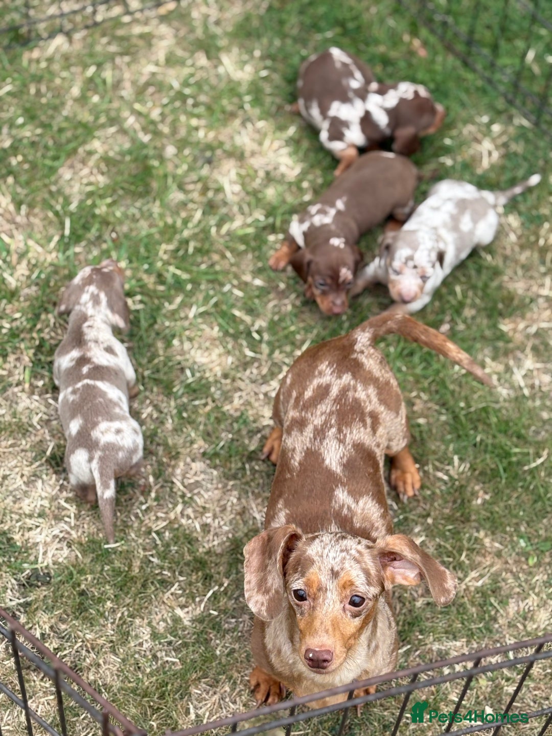 Dachshund dogs for sale: Beautiful litter of minature Isabella Dachshunds - Image 5
