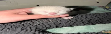 Fluffy 