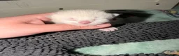 Mixed Breed cats for sale: Stunning Sphynx x ragdoll  - Advert 14
