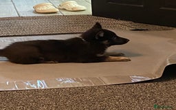 German Shepherd dogs for sale: German Shepard Puppies - Image 9