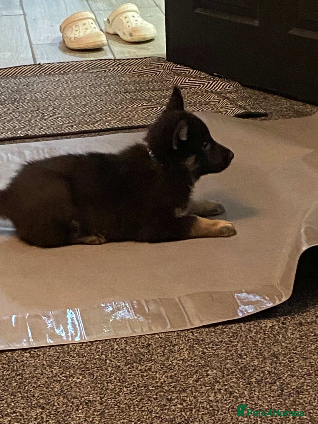 German Shepherd dogs for sale: German Shepard Puppies - Image 9