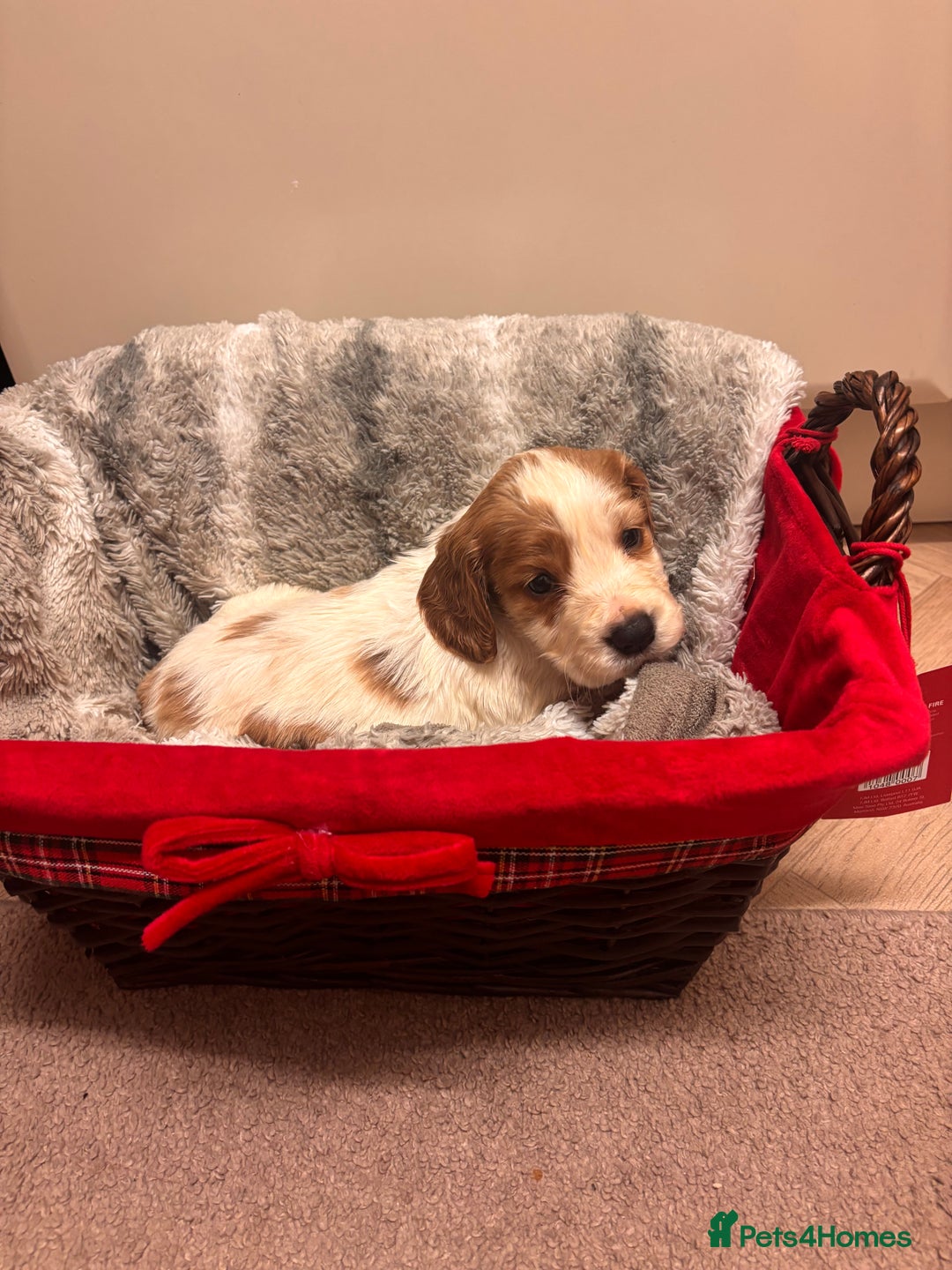 Cocker Spaniel dogs for sale: Cocker Spaniel Puppies - Advert 3