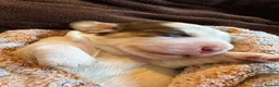 Cocker Spaniel dogs for sale: Quality KC babies - extensive health tests clear - Advert 28