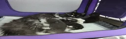 Maine Coon cats for sale: Maine Coon kittens, 2 girls , 1 boy  - Advert 7
