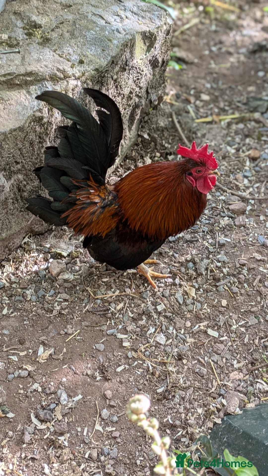 Chickens poultry for sale: Serama Pekan Cockerel in Pembroke - Advert 2