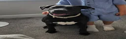 Mixed Breed dogs for sale: NARLA Cane Corso x  - Advert 5