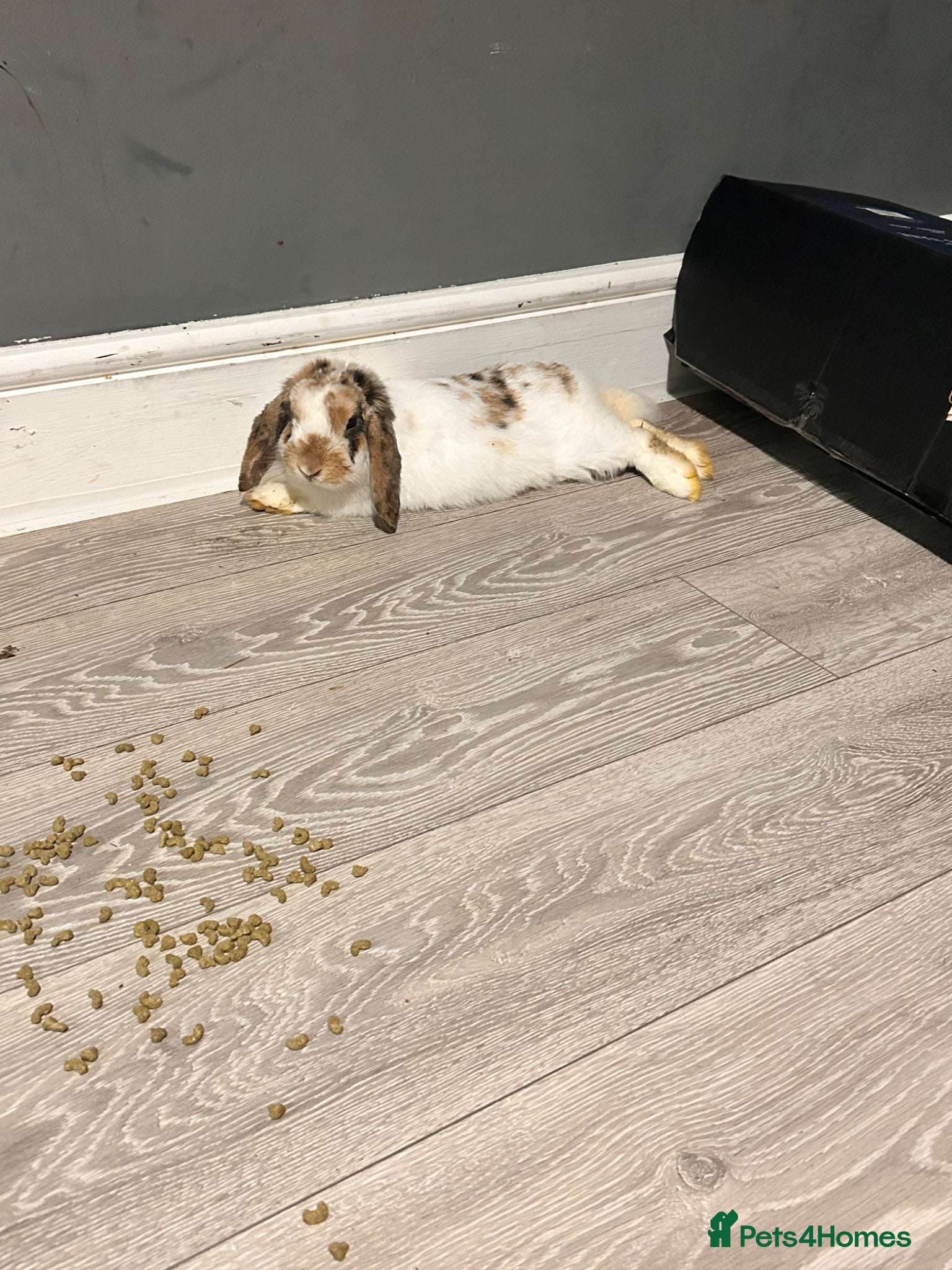 Mini Lion Lop rabbits Unsex rabbit for sale - Advert 11