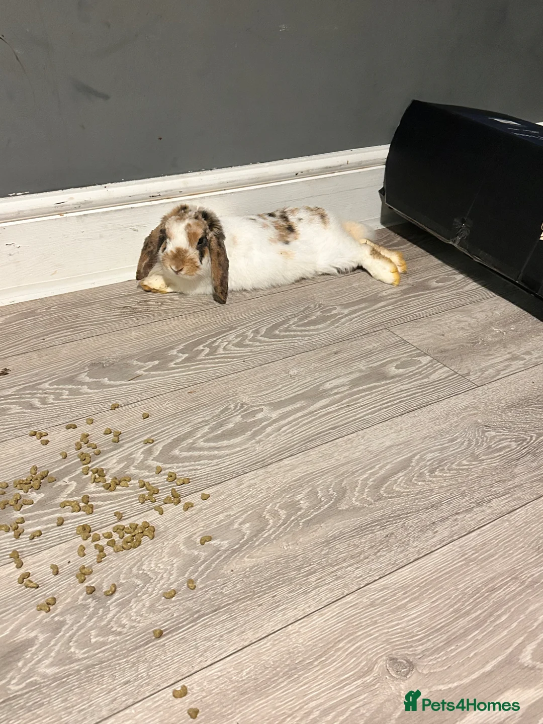 Mini Lion Lop rabbits for sale: Unsex rabbit for sale - Advert 1