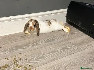 Mini Lion Lop rabbits Unsex rabbit for sale - Advert 11