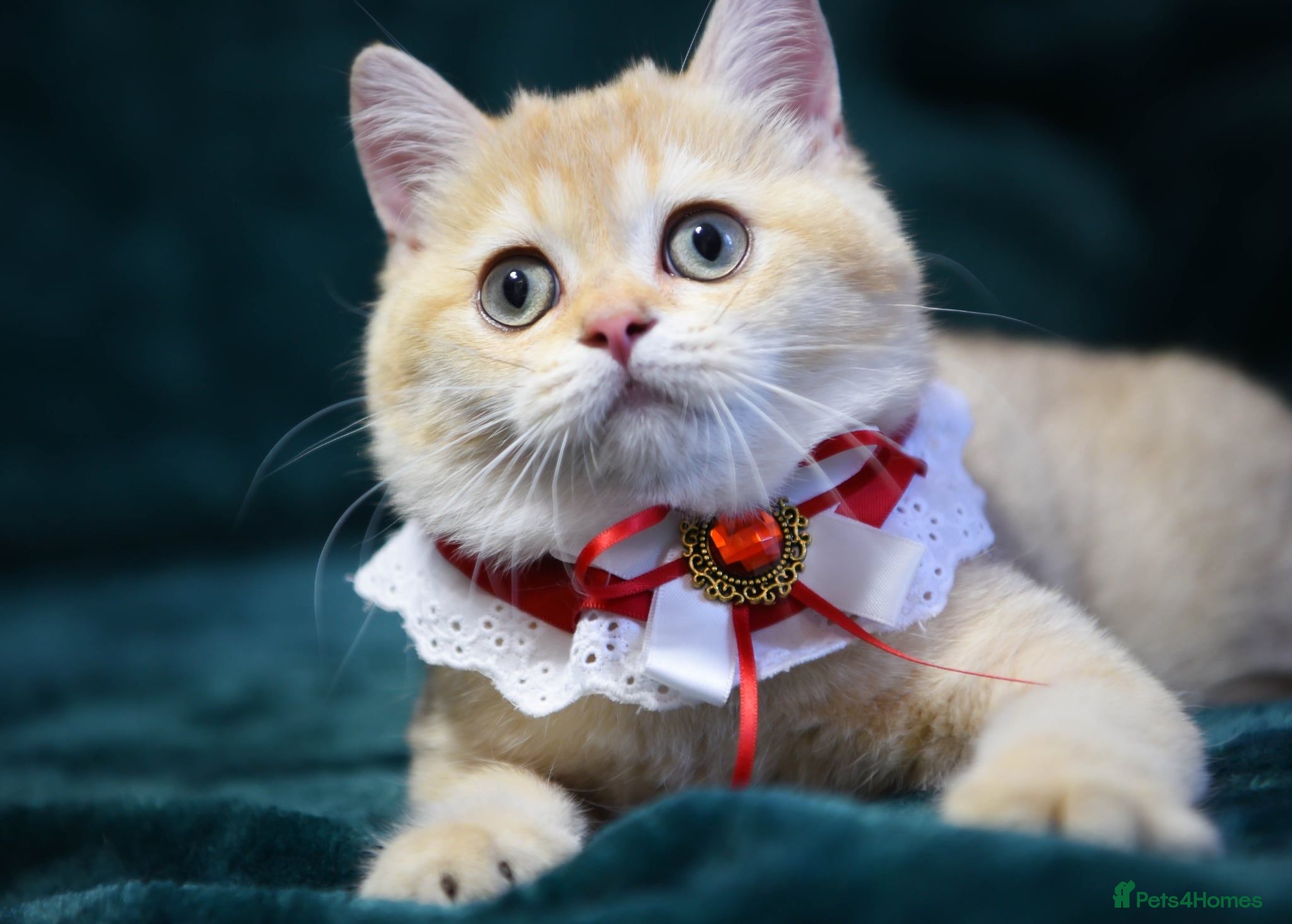 Scottish Fold cats Golden and silver Scottish fold / straight girls  - Advert 2