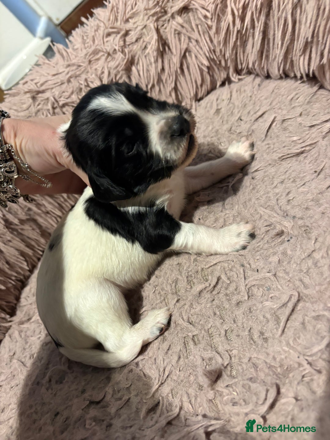 Mixed Breed dogs for sale: 5 BEAUTIFUL SPRINGER/SPROCKER PUPPIES FO SALE  - Advert 18