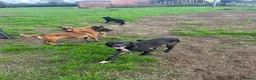 Mixed Breed dogs for sale: Belgian Malinois bitch+ mali cross pups in York - Advert 3
