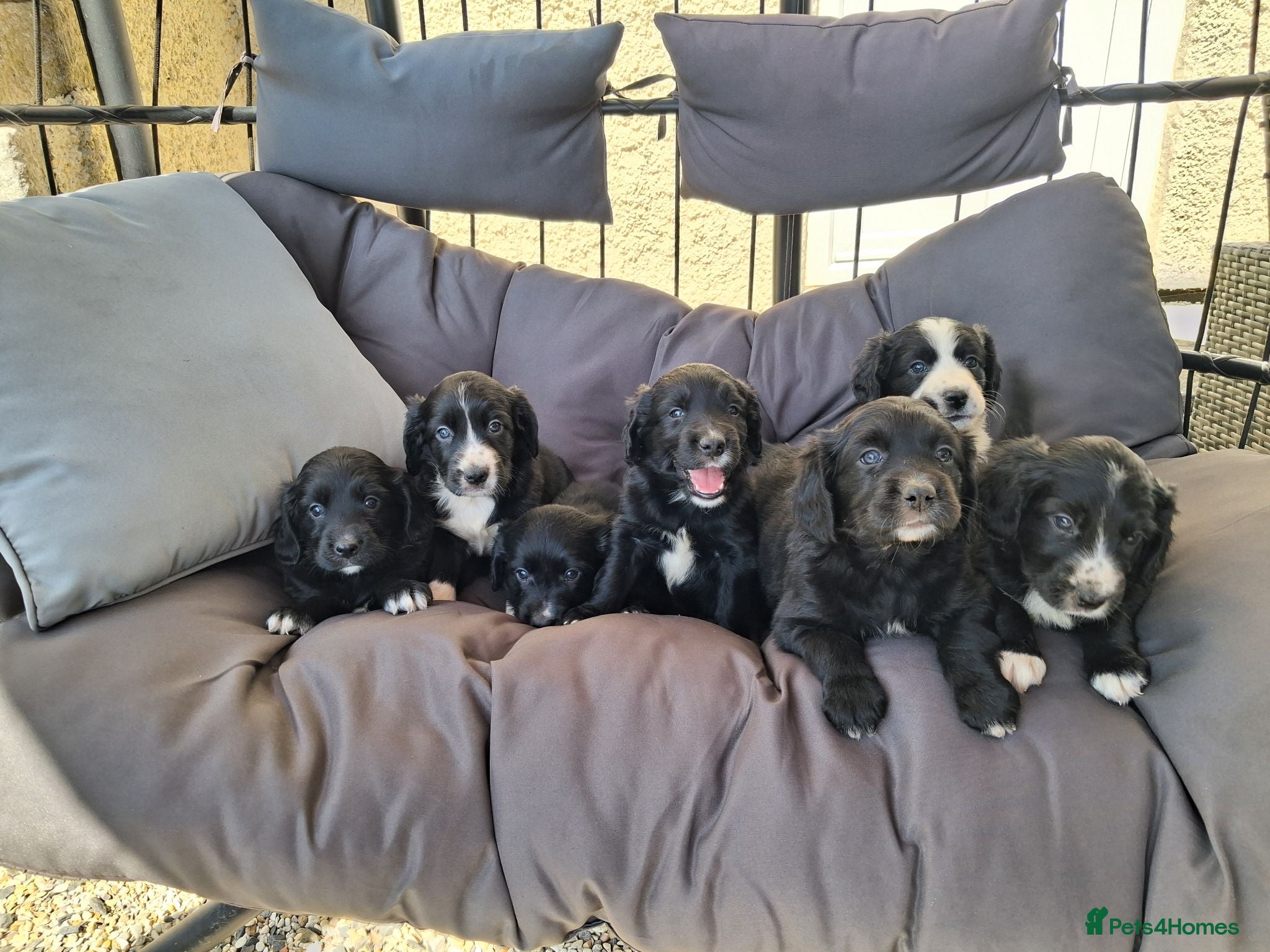 Mixed Breed dogs Beautiful Sprollies  - Advert 1