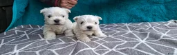 West Highland Terrier dogs for sale: Stunning West Highland Terrier Puppies - Advert 11